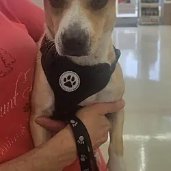 June, Chihuahua Jack Russell Terrier mix