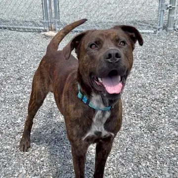 Bubba, Terrier, American Pit Bull