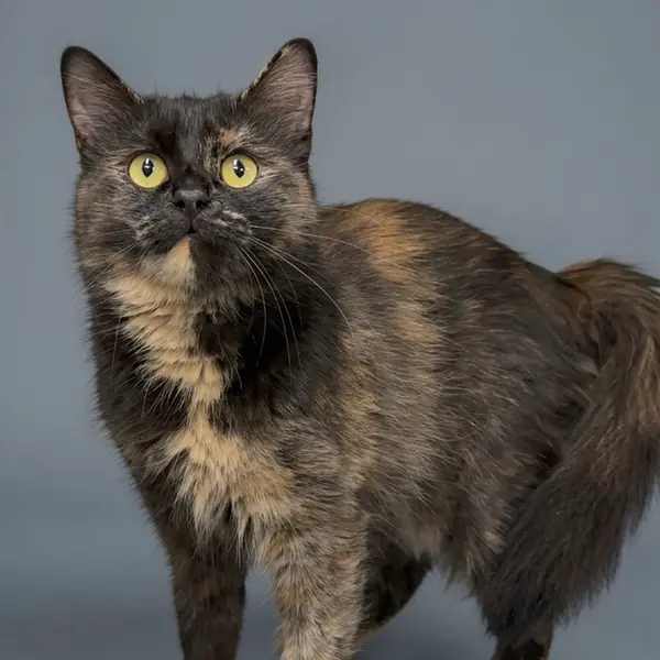 Jazzie, Domestic Longhair