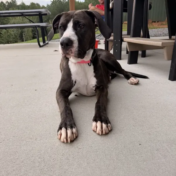 Wendy, Great Dane and Hound mix