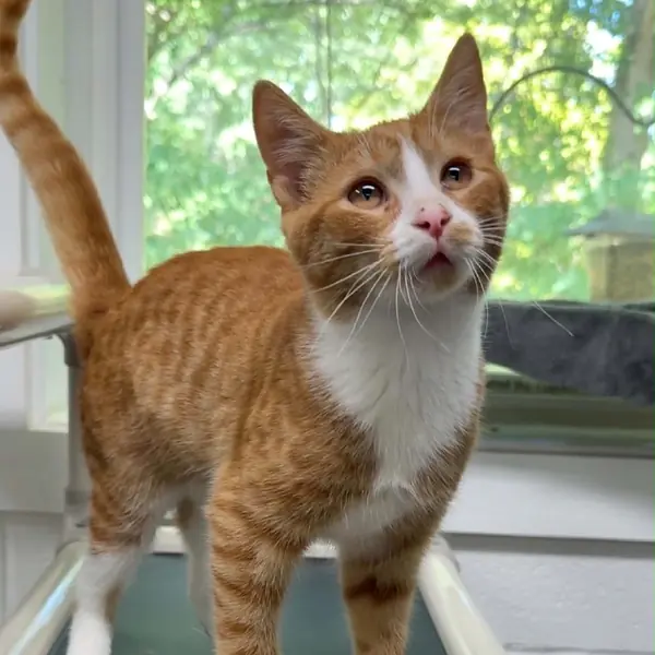 Budhi, Domestic Shorthair