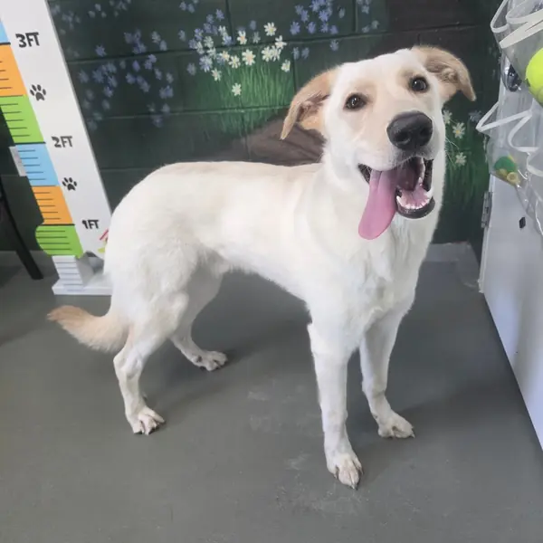 Finley, Pyrenees, Great and Mixed Breed (Large) mix