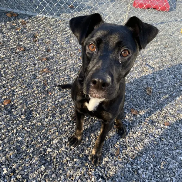 Rayna, Shepherd and Mixed Breed (Medium) mix
