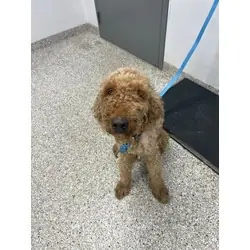 No name yet, Golden Retriever Poodle (Standard) mix