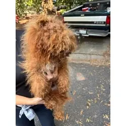 No name yet, Poodle (Miniature) mix