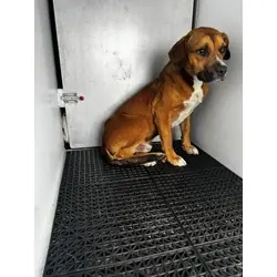 No name yet, Beagle mix