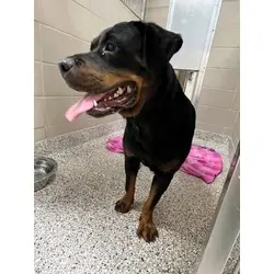 No name yet, Rottweiler mix
