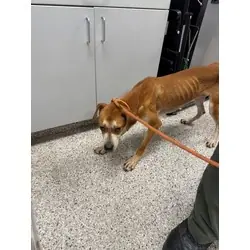 Jupiter, Hound (Unknown Type) Golden Retriever mix