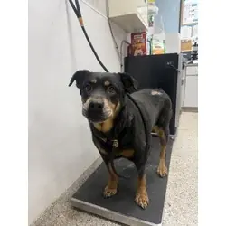 Cassie, Rottweiler mix