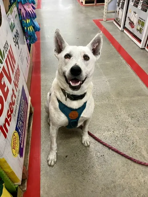 Olive, Australian Cattle Dog