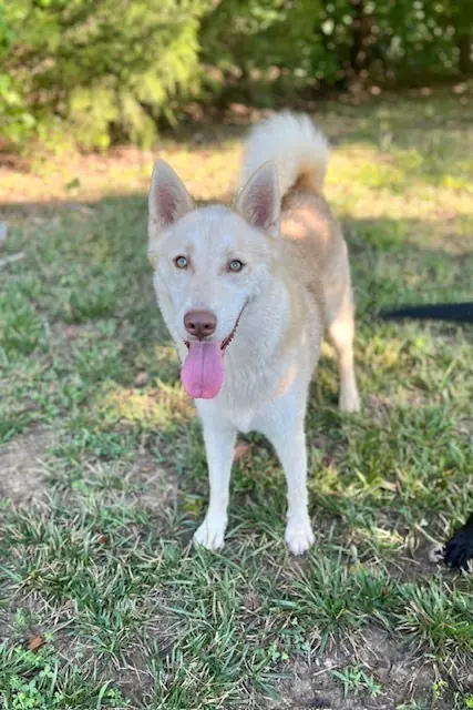Sawyer, Husky