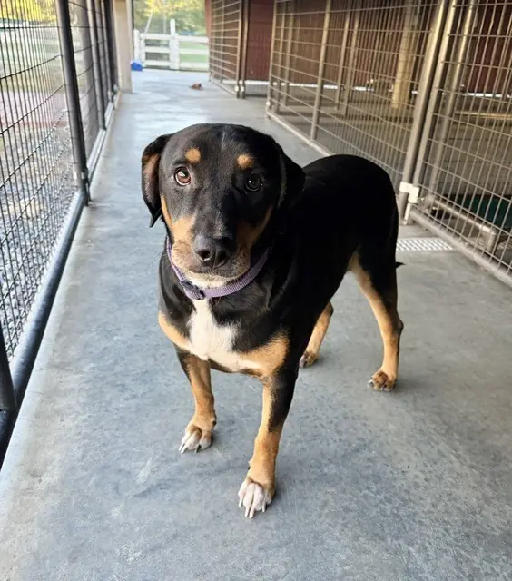 Ozzie, Hounds (All Types) and Beagle mix
