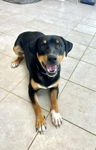 Charlie, Hounds (All Types) and Beagle mix