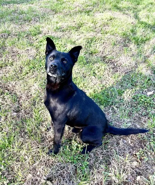 Fowler, Terriers (Medium)