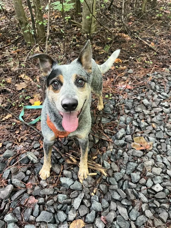 Charlie Bleu, Australian Cattle Dog