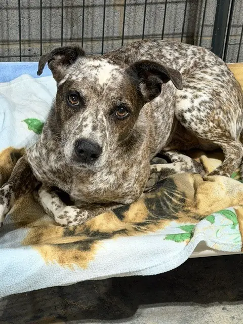 Luke, Australian Cattle Dog