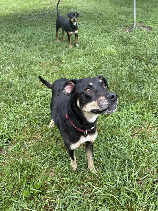 Sally, Rottweiler