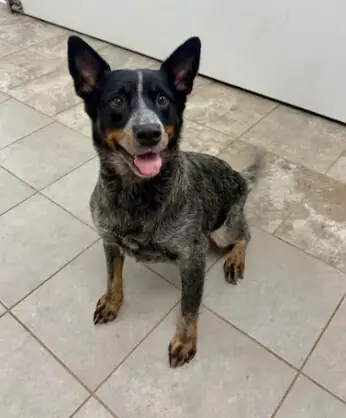 LadyBug, Australian Cattle Dog