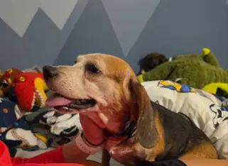 Nikki, Beagle
