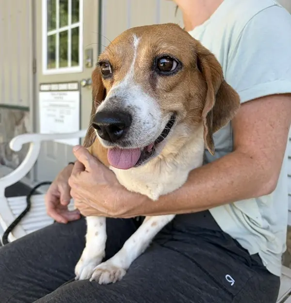 Bonnie, Beagle