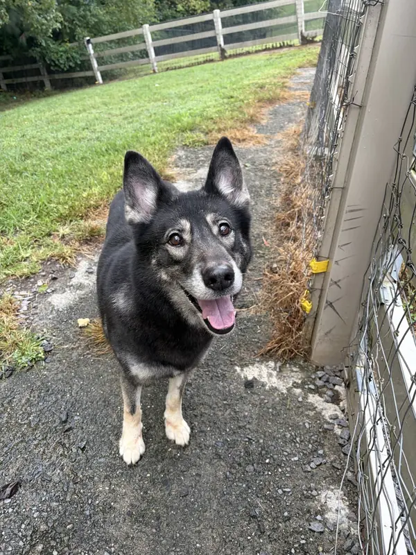 Fiona, Shepherd (Unknown Type)