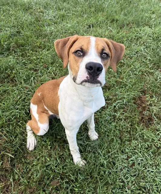 Kooper, Boxer