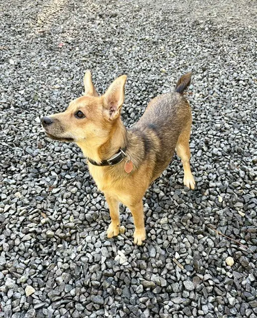 Hunny Bunny, Australian Shepherd
