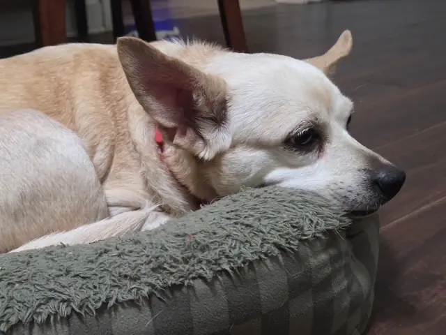 Sienna, Chihuahua