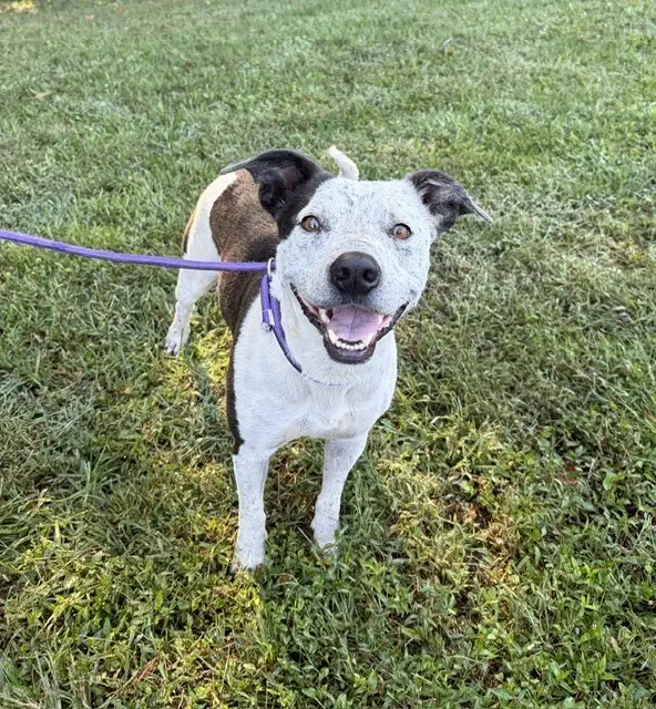 Millie, Australian Cattle Dog