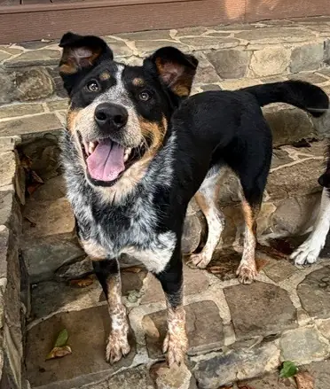 Oliver, Australian Cattle Dog
