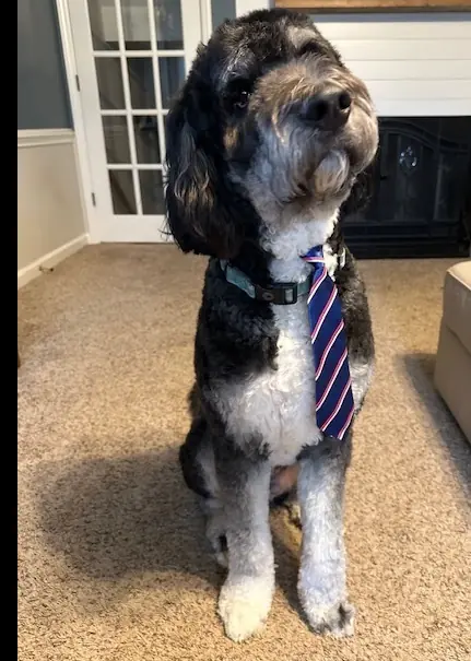 Moose, Bernese Mountain Dog and Poodle (Standard) mix