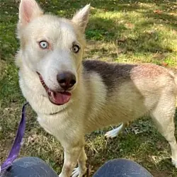 'Lonnie', Siberian Husky