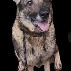 Autumn, German Shepherd Dog
