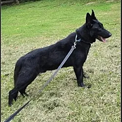 Elijah, German Shepherd Dog