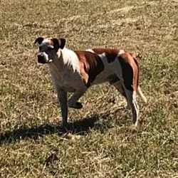 Treasure, Cattle Dog Boxer mix