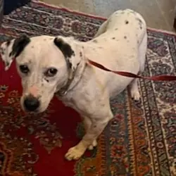 Chelsea, Beagle Dalmatian mix