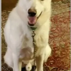 Junior, German Shepherd Dog