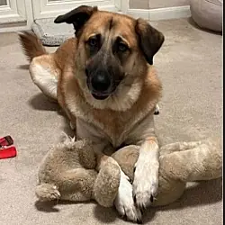 Gracie, German Shepherd Dog Great Pyrenees mix