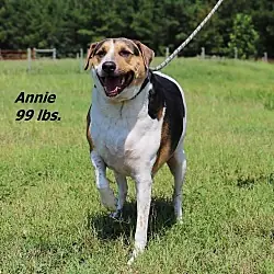 Annie, Terrier (Unknown Type, Small)