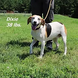 Dixie, Hound (Unknown Type)