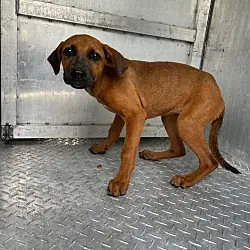 May, Mixed Breed (Medium) mix