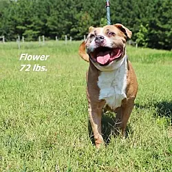 Flower, Mixed Breed (Medium) mix