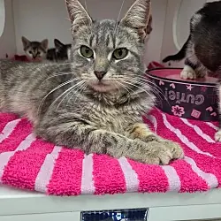 Bradley, Domestic Shorthair