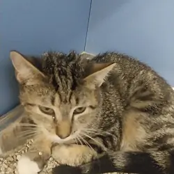 Austin, Domestic Shorthair