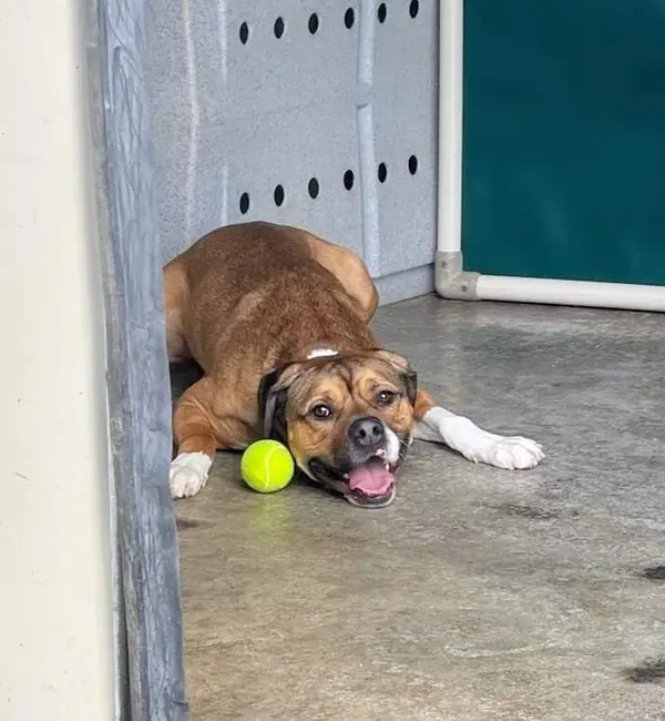 Duce, Boxer