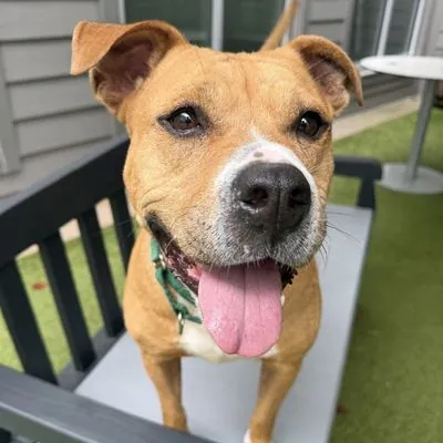 Buttercup, Mixed Breed (Large)