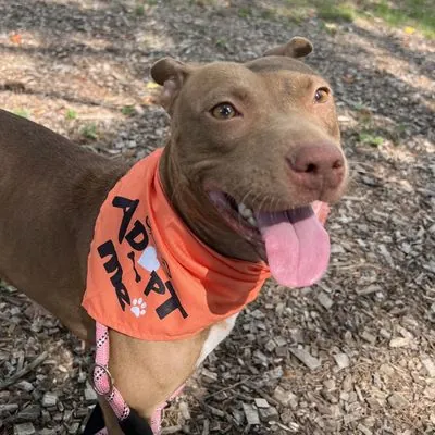 Vegas, Terrier, Pit Bull