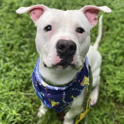 Sprite, one of the American bulldogs waiting in North Carolina