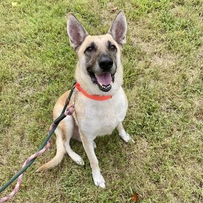 Empress, one of the German shepherds waiting in North Carolina