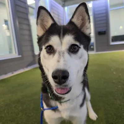 Wandering Star, Husky